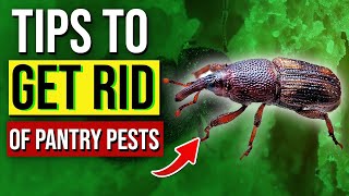 How to Get Rid of Pantry Pests: The Ultimate Natural Pest Control