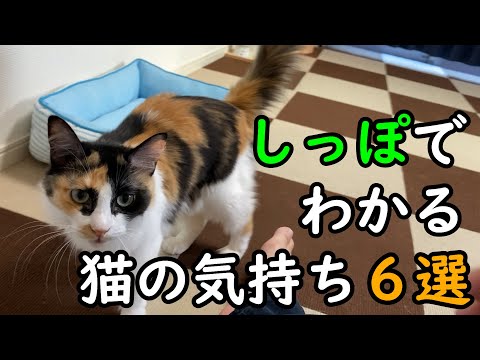 猫が尻尾を上げているのはどういう意味でしょうか?