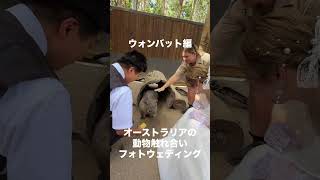 オーストラリアの動物触れ合いフォトウェディング ウォンバット編