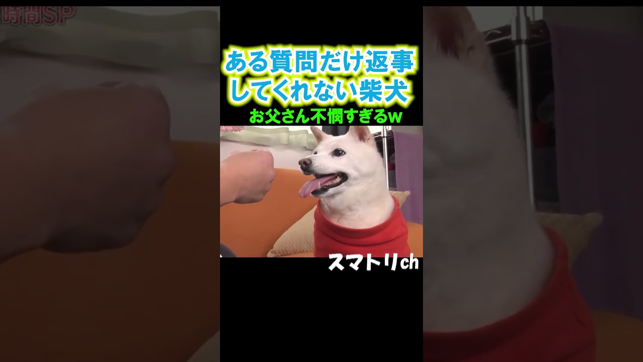 お父さんの心境w#お笑い#おもしろ#柴犬#特技#月曜から夜ふかし#shorts#pleasant