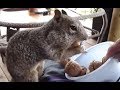 Watch this AND LAUGH ALL DAY - Funny SQUIRREL compilation