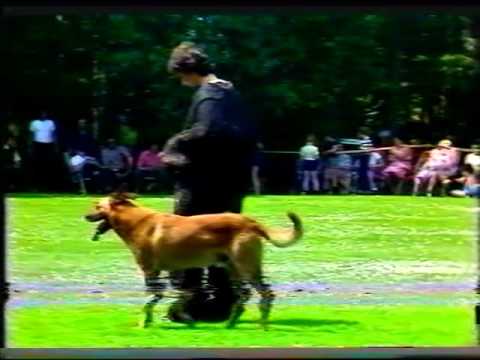 , title : 'Philips Bedrijfsbeveiliging Hondenkampioenschap 1982 DEEL 3'