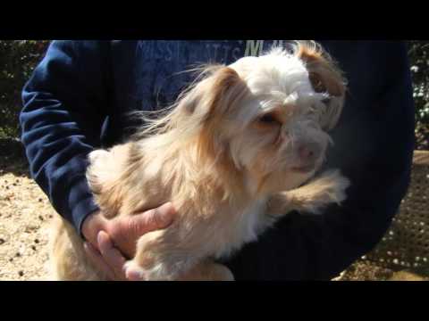 Brown Eyes, an adopted Maltese & Yorkshire Terrier Mix in Houston, TX_image-1