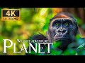 Wildlife Adventure Planet 4K 🐒 Discovery Relaxation Marvellous Nature Film with Relaxing Piano Music