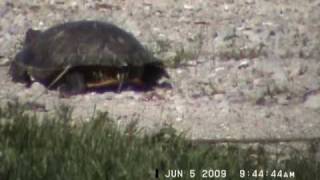 Fat&#39;s Domino So Long