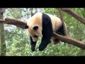 Без ума от панды (Wild About Pandas) 