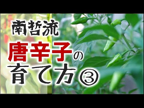 , title : '【唐辛子の育て方③】整枝～収穫編　南哲の自家栽培唐辛子が出来るまで【南哲グループ公式】#17【家庭菜園】'