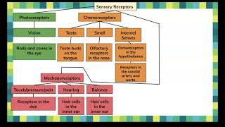 Sensory Receptors
