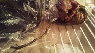 Woman Stores Alien in Her Fridge for 2 Years