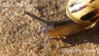 richard marx slipping away