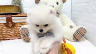ポメラニアンの動画02