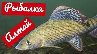 Рыбалка на горных озерах алтая
