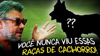Miniatura do vídeo