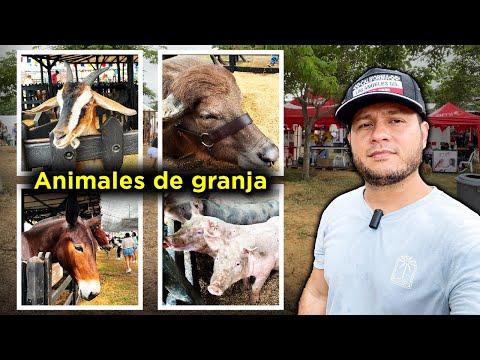 Meeting farm animals for the first time