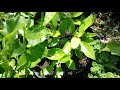 Longevity Spinach A Perennial Green For Hot Climates