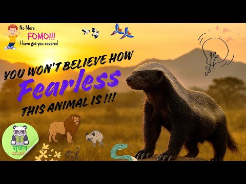 Honey Badger: The Most Fearless Creature Alive