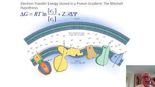 Mitchell Hypothesis and ATP Synthase