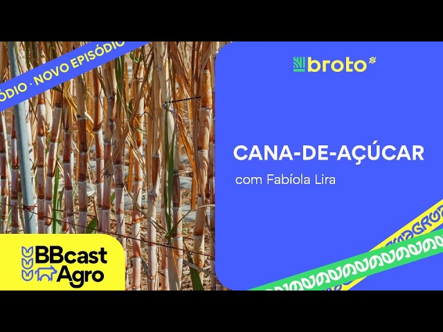 Cana-de-açúcar: safra 2026/27, etanol, açúcar e desafios para o produtor | BBCast Agro – 22/09/2026