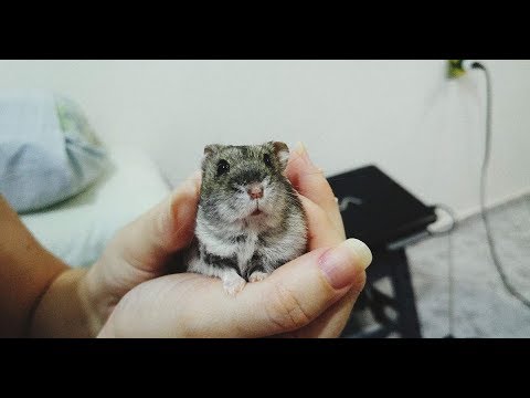 老鼠屁股
