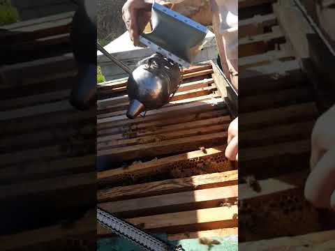 Albine , lărgirea cuiburilor, dau rame la cladit.