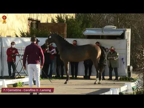 KN 7 v. Cornetino - Corofino II - Lansing