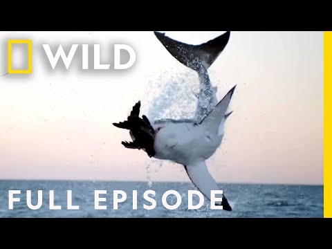 Sharks vs. The World (Full Episode) | Nat Geo Wild