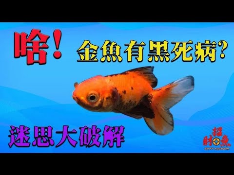 金魚變黑