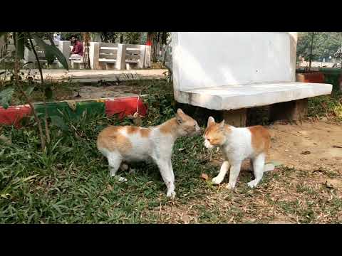 Cat's Quarreling