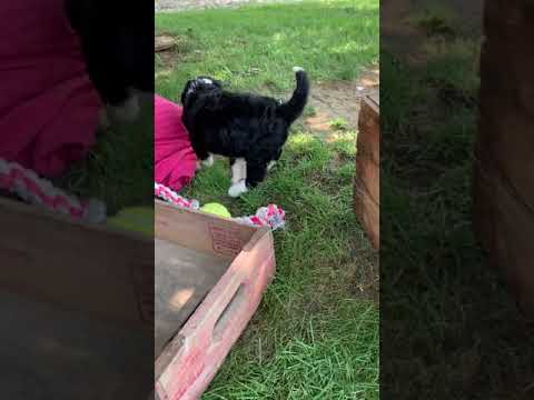 Buttercup is a sweet little bernedoodle puppy