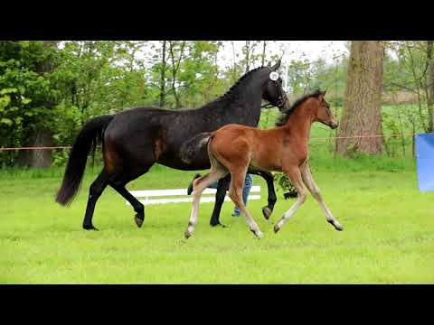 Hengstfohlen von Vitalis x Spörken - for Sale