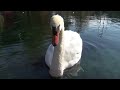 Avian Flu Confirmed In 26 Swan Deaths At Lake Eola Park Orlando Officials Say