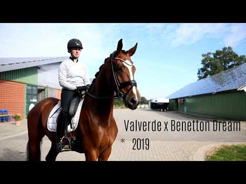 For sale - 3 jährige Stute von Valverde x Benetton Dream