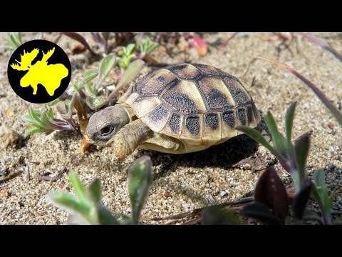 Draussen Folge 6 - im Parco Naturale della Maremma
