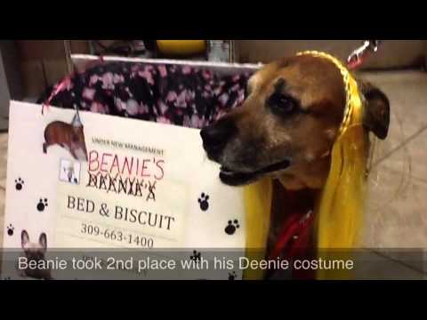 WBNQ Pet Costume Contest 2012