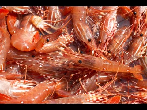 download lagu mp3 mp4 Eat Fresh Vancouver, download lagu Eat Fresh Vancouver gratis, unduh video klip Eat Fresh Vancouver