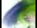 FAST FAST FAST KLASKY GUMMY BEAR SONG COLOR PRE