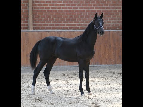 Secret`s Smaragd von Secret/Damon Hill Mai 2019