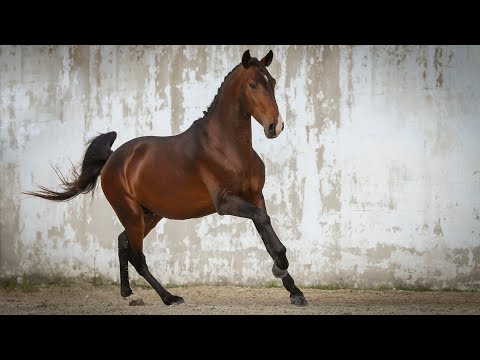 **SOLD** Gorgeous looking 3YO Lusitano with 1,54m (REF#527)