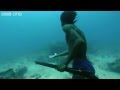 Sea Bed Hunting On One Breath Human Planet Oceans Preview BBC One