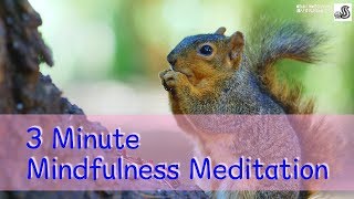 3-Minute Mindfulness Breathing Meditation With Cute Squirrels🐿 (Relieve Stress)