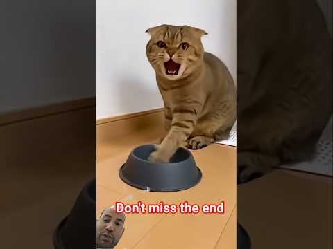 Most viral funny 😁 Incredible moments 👍🤣 😆 #cute #funny #cat #sora2 #shorts #viral #video