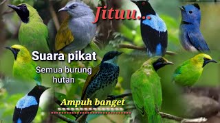 Download lagu SUARA PIKAT SEMUA BURUNG HUTAN...PALING JITU...PALING AMPUHH... mp3 Download lagu SUARA PIKAT SEMUA BURUNG HUTAN...PALING JITU...PALING AMPUHH... mp3