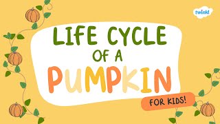 Life Cycle of a Pumpkin for Kids! | Learn About Pumpkins | Twinkl USA