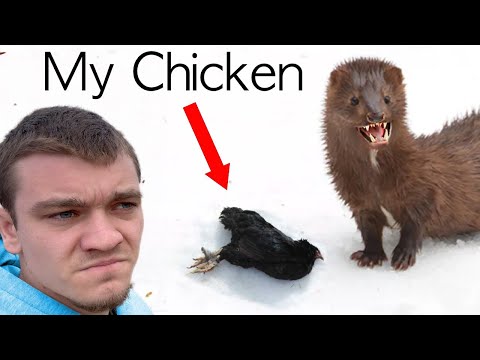 This Strange Animal is Killing All My Chickens