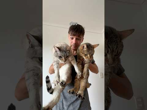 adopte dos gatitos gemelos