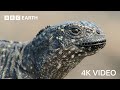 Iguana Vs Snakes 4K UHD Planet Earth II BBC Earth