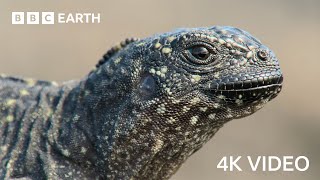 Iguana vs Snakes | 4K UHD | Planet Earth II | BBC Earth