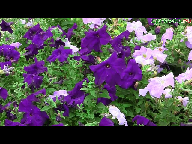 «ИМАН НУРЫ» на татарском языке 21.08.24