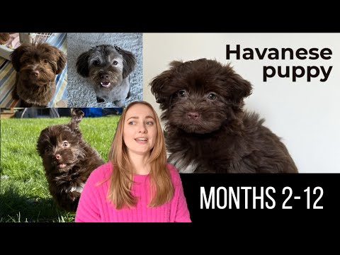 Our 1st year with our Havanese puppy