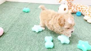 ハーフ犬の動画01